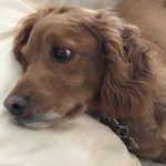 Beautiful spaniel rescue dog. The EatRightMama.com mascot!