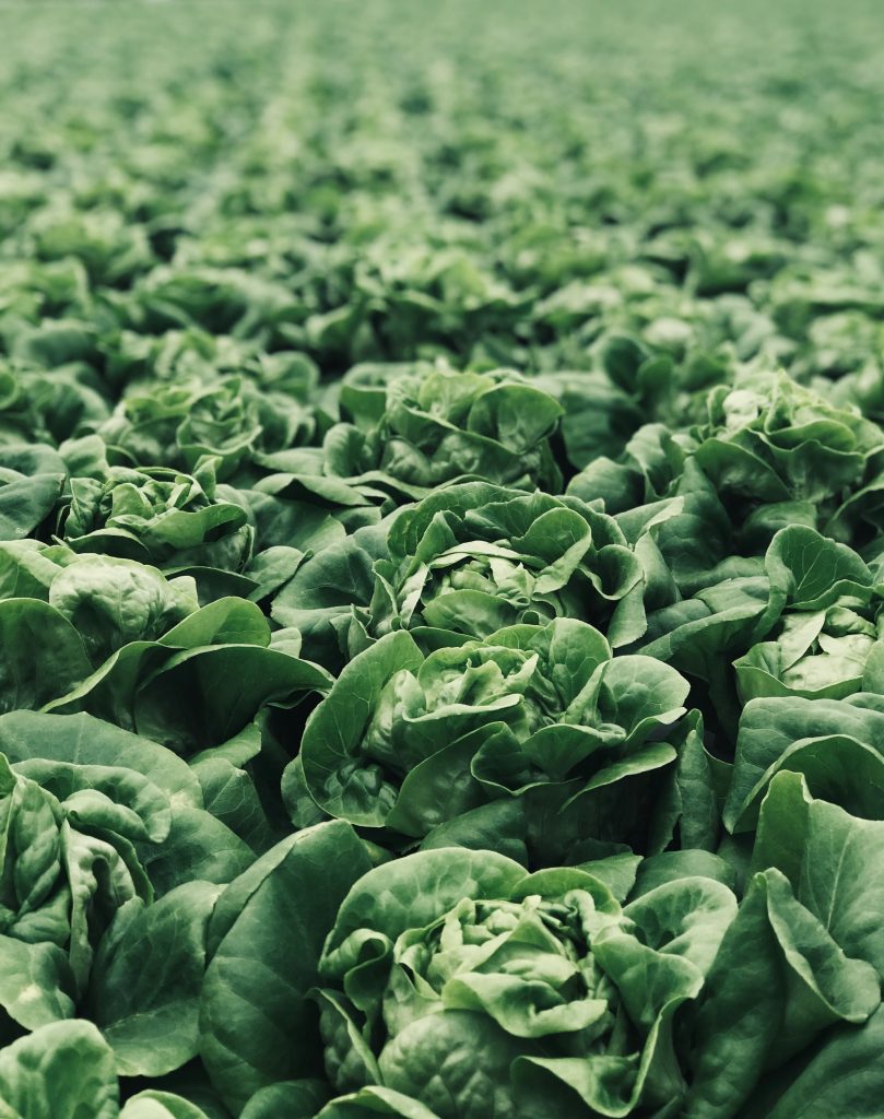 Worried about cyclospora? Be careful where your lettuce comes from!